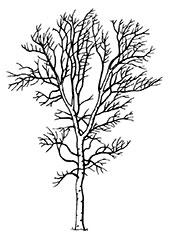 Birch