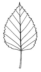 Birch