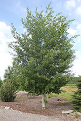 Aspen