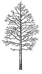 Trembling Aspen