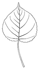 Northwest Poplar