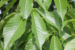 Ohio Buckeye