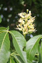 Ohio Buckeye