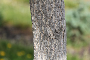 Ohio Buckeye
