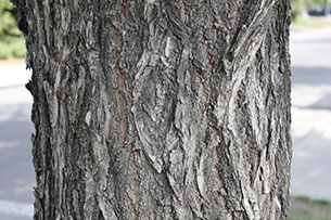 Elm