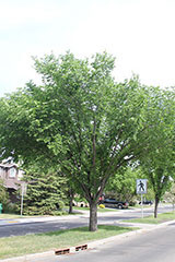 Elm