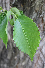Elm