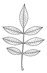 Green Ash