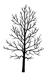 Green Ash