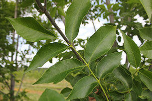 Green Ash