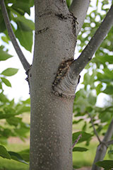 Green Ash