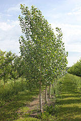 Poplar
