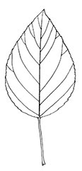 Poplar