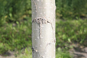 Poplar