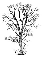Poplar