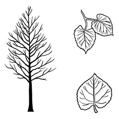 Dropmore Linden
