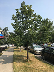 Dropmore Linden
