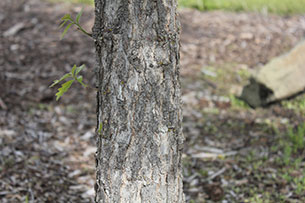 Oak
