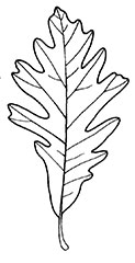 Oak