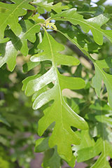 Oak