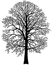 Oak