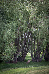 Willow