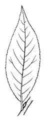 Willow