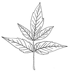 Maple