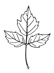 Maple