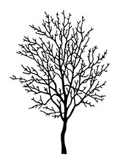 Maple
