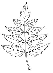 Maple