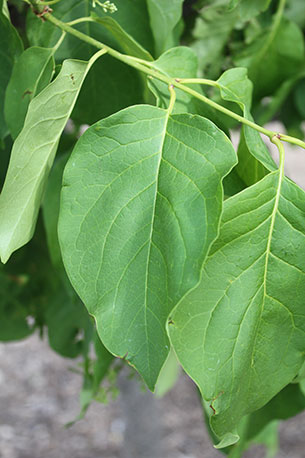 Japanese Lilac