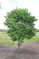 Japanese Lilac