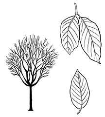 Japanese Lilac