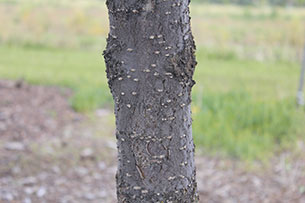 Japanese Lilac