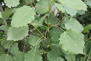 Columnar Aspen