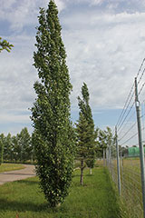 Columnar Aspen