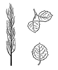 Columnar Aspen
