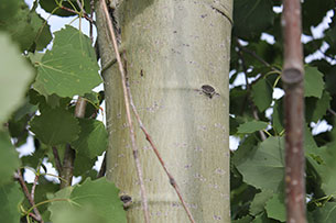 Columnar Aspen
