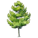 Shade Tree