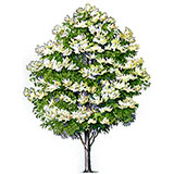 Shade Tree