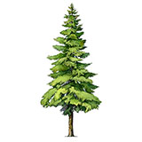 Shade Tree