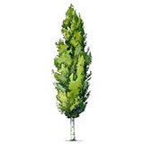 Shade Tree