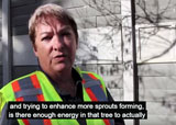 Recognizing tree risks