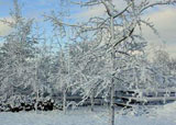 Winter pruning tips
