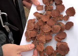 Bronze leaf disease