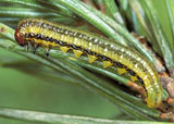Protect your tree from pests