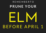 Prune your elms