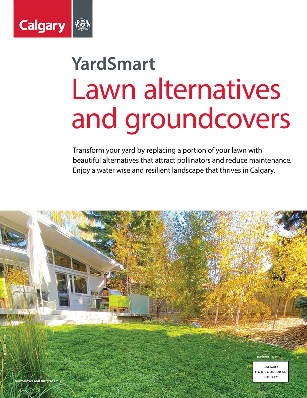 Lawn alternatives and ground covers thumbnail image
