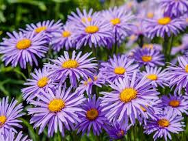 black eye susan
